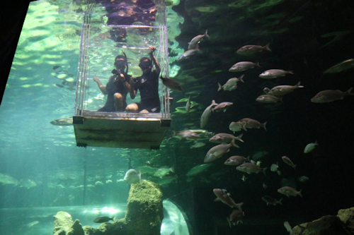 Shark Immersion at Acuario Michin